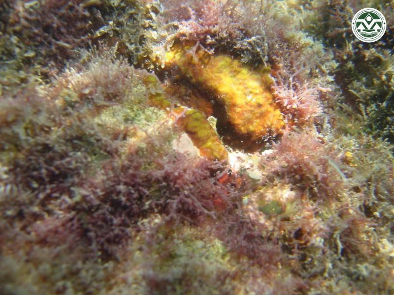 Peyssonnelia boergesenii