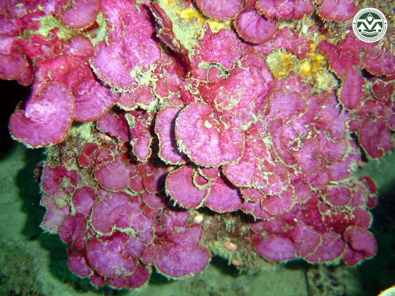 Peyssonnelia rubra