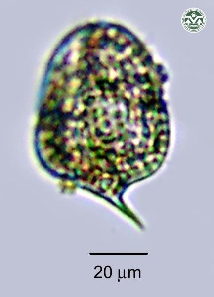 Phacus ranula