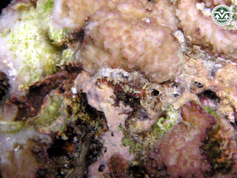 Phidiana indica