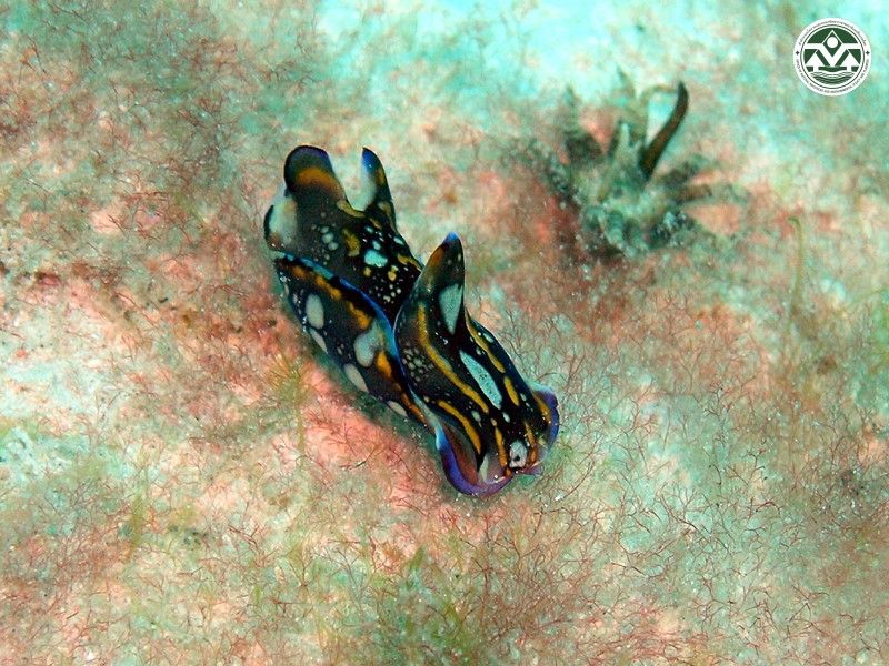 Philinopsis cyanea