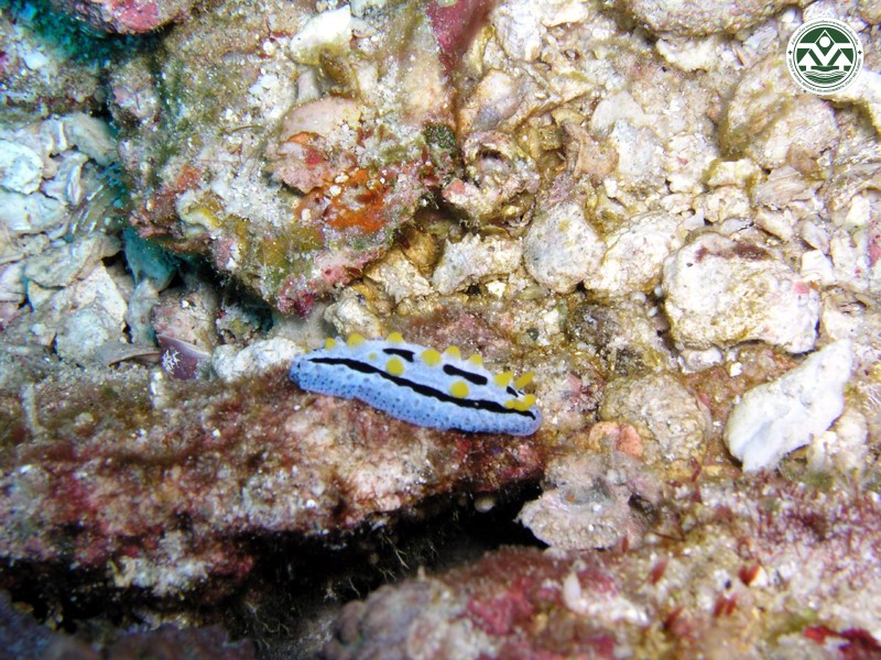 Phyllidia coelestis