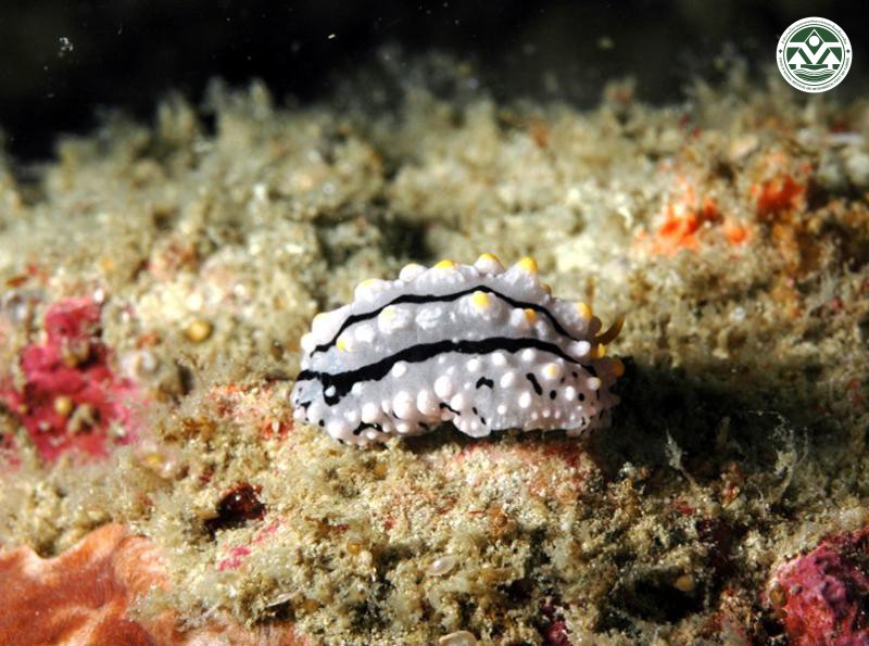 Phyllidia elegans