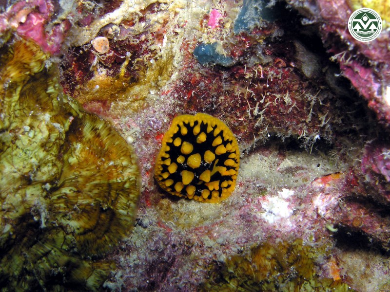 Phyllidia ocellata