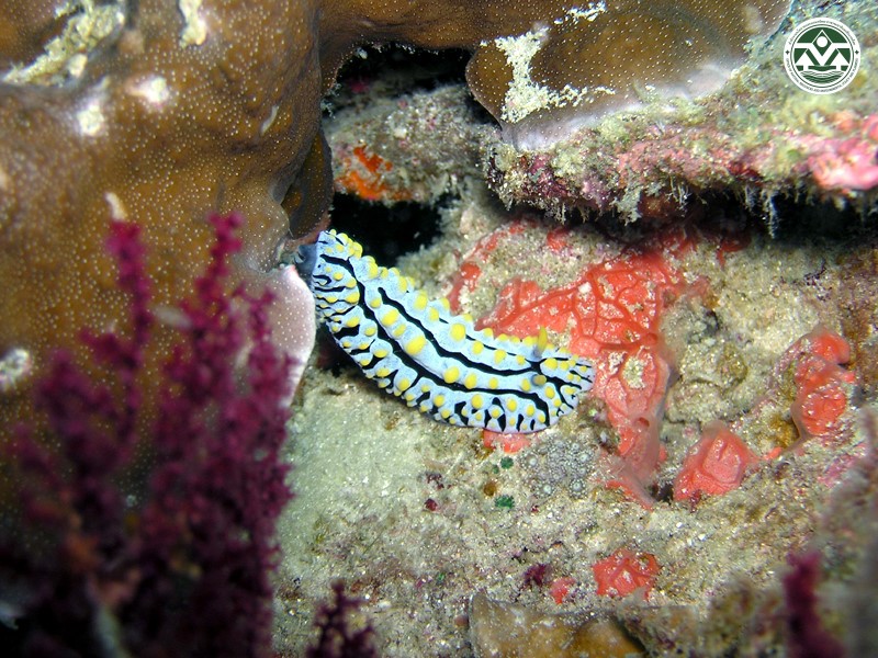 Phyllidia varicosa