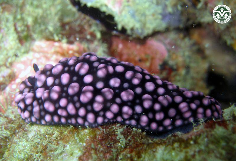 Phyllidiella nigra