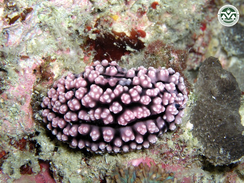 Phyllidiella pustulosa