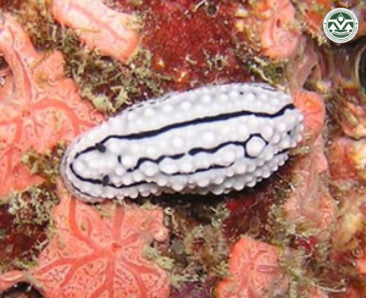 Phyllidiella zeylanica