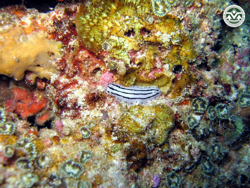 Phyllidiopsis phiphiensis