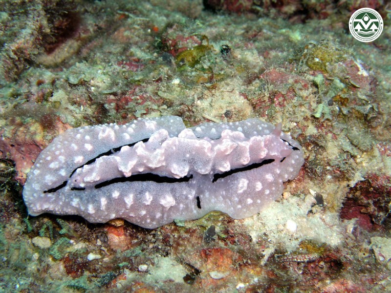 Phyllidiopsis shireenae