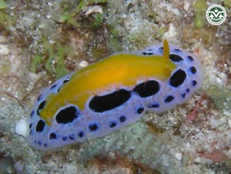 Phyllidiopsis striata