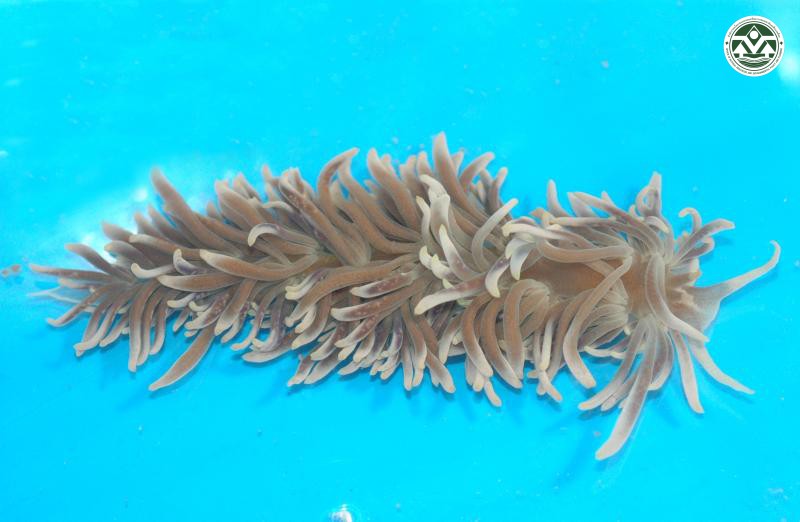 Phyllodesmium magnum