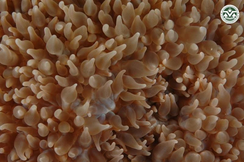 Physogyra lichtensteini