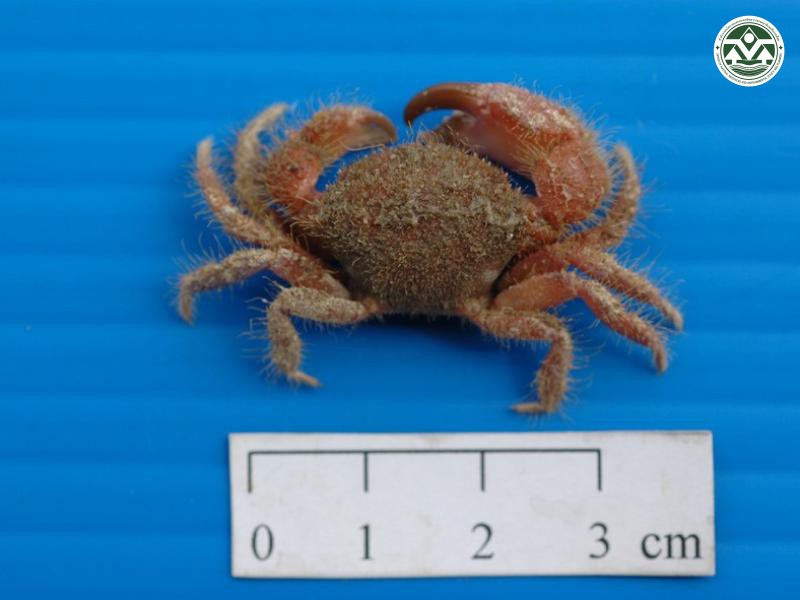 Pilumnus longicornis