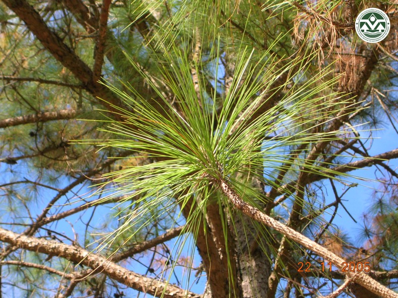 Pinus kesiya