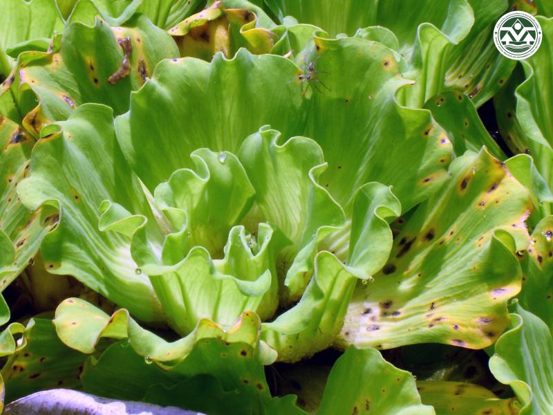 Pistia stratiotes