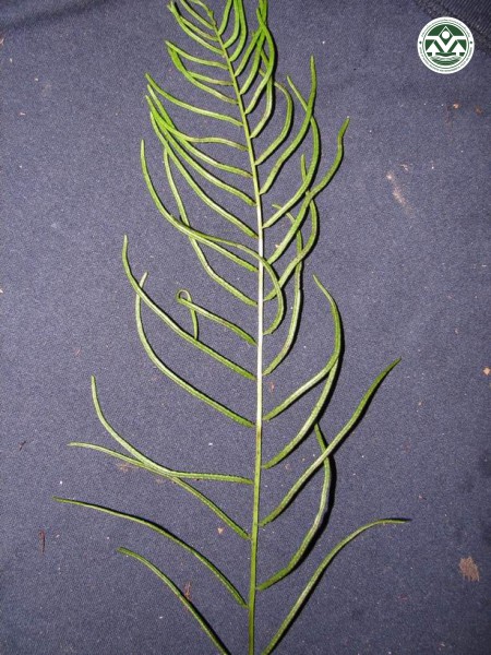 Plagiogyria adnata