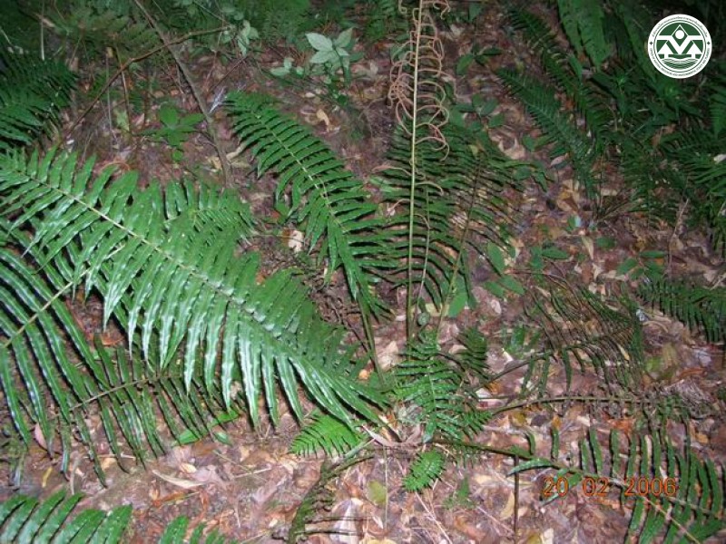 Plagiogyria communis