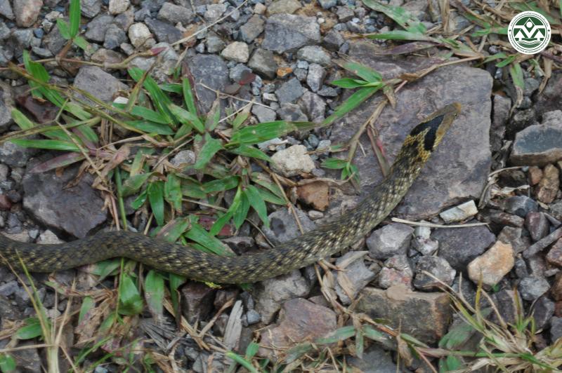 Plagiopholis nuchalis