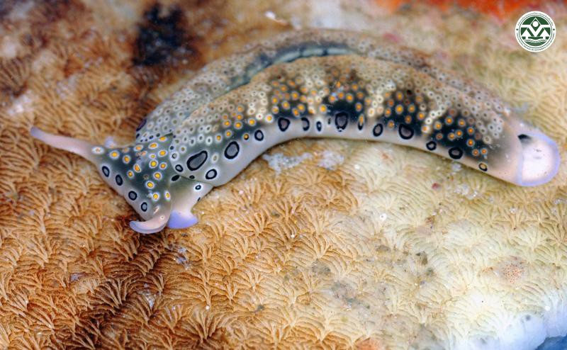 Plakobranchus ocellatus