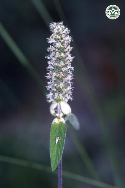 Platostoma cochinchinense