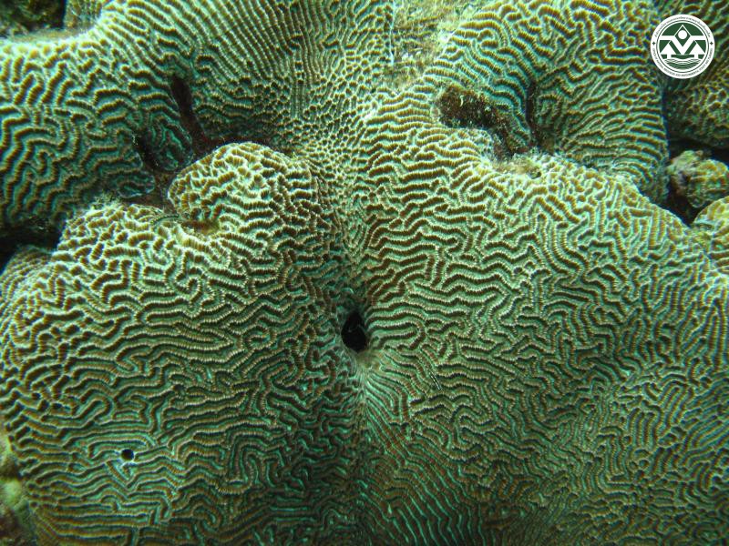 Platygyra daedalea