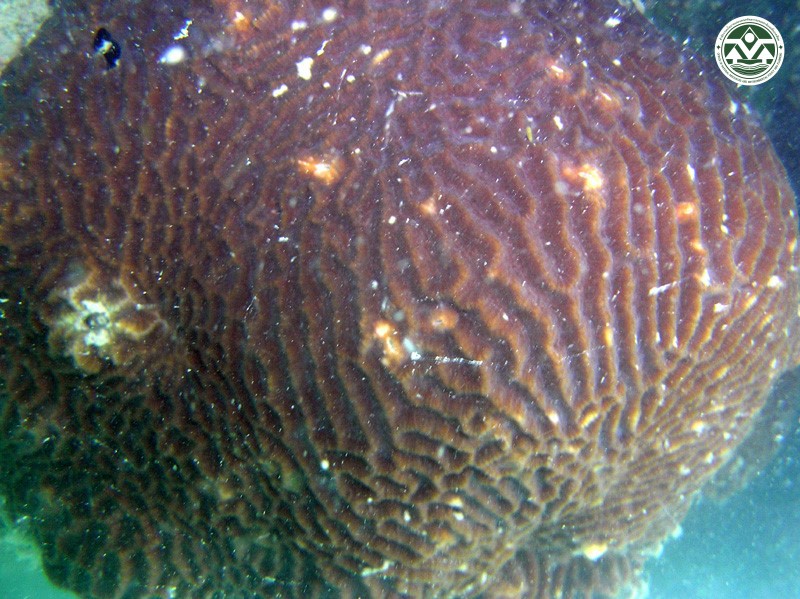 Platygyra sinensis