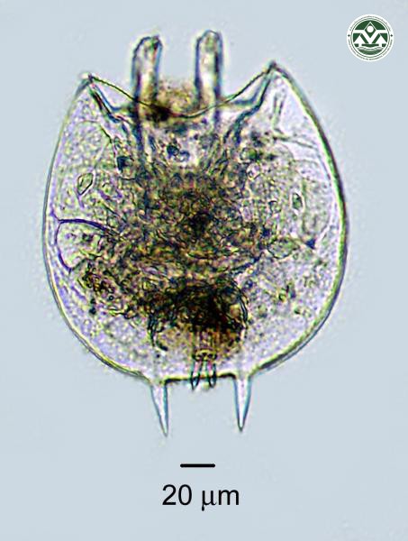 Platyias quadricornis