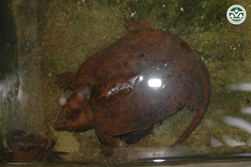 Platysternon megacephalum