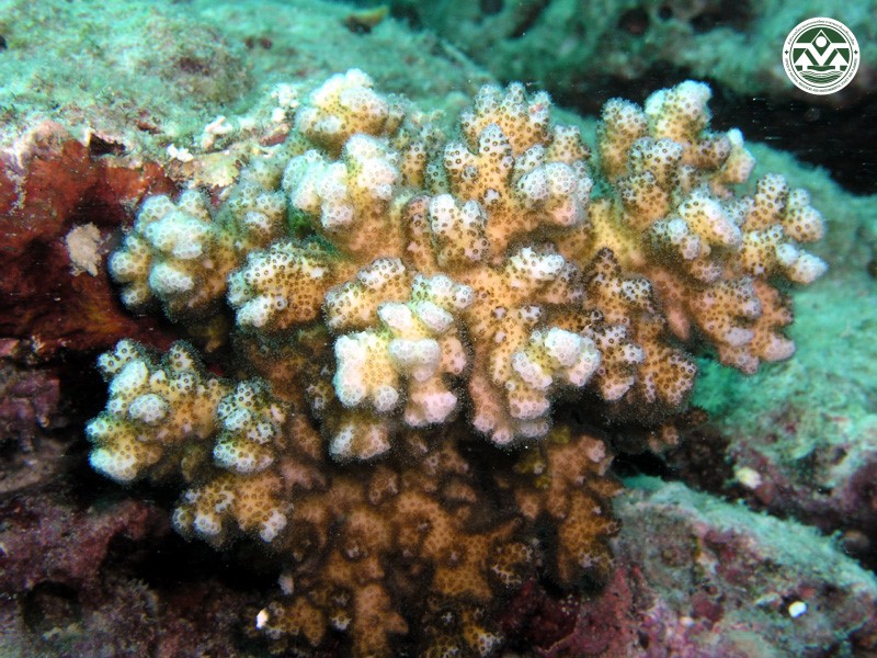 Pocillopora damicornis
