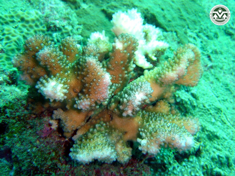 Pocillopora eydouxi