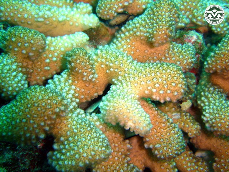 Pocillopora meandrina