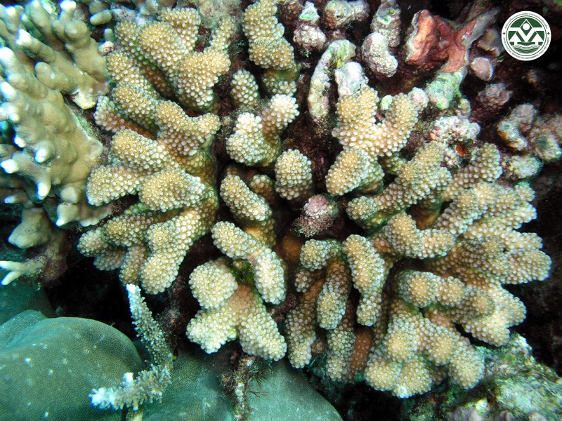 Pocillopora verrucosa