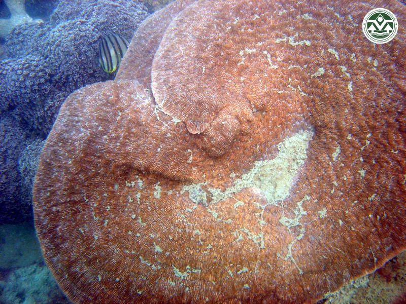 Podabacia crustacea