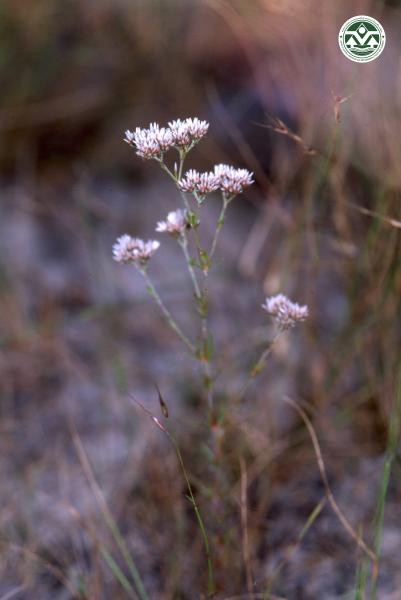Polycarpaea corymbosa