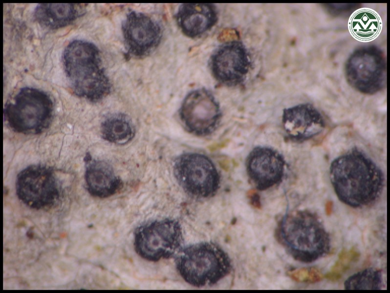 Polymeridium albidum