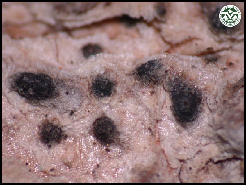 Polymeridium albocinereum