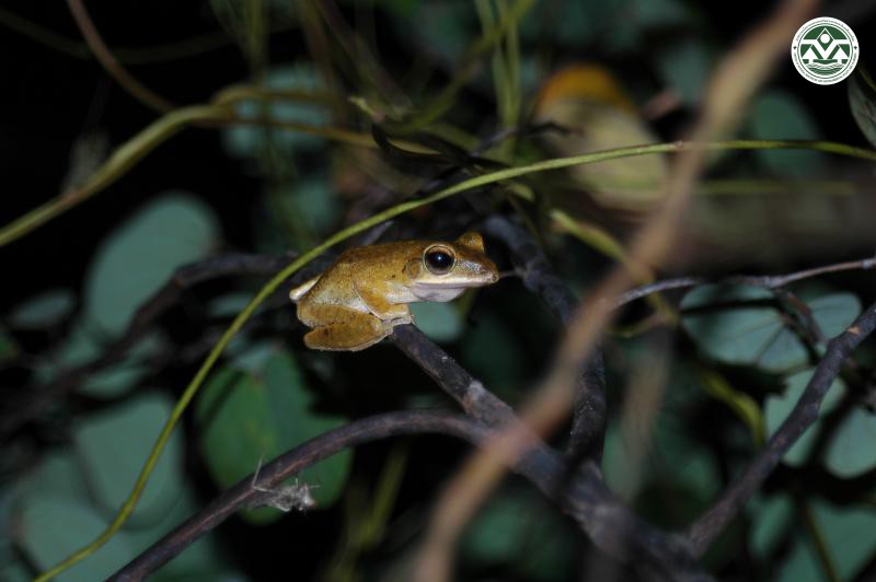 Polypedates mutus