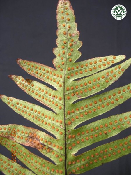 Polypodium amoenum