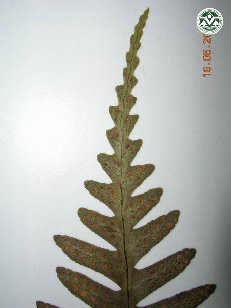 Polypodium microrhizoma