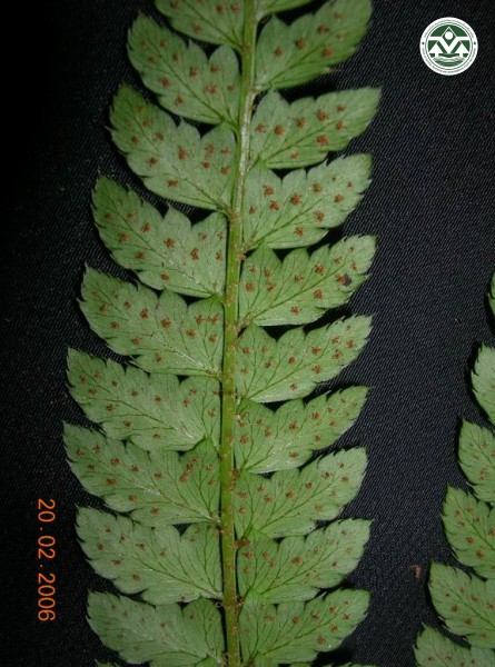 Polystichum attenuatum