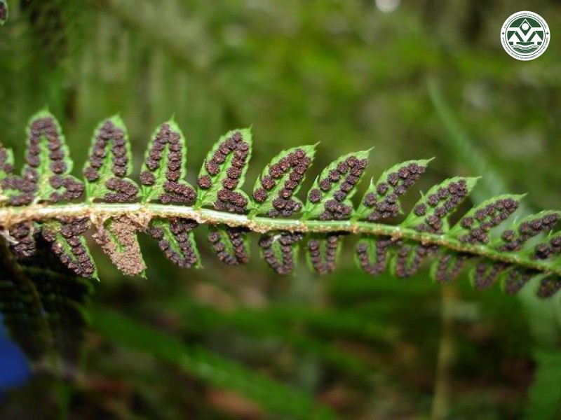 Polystichum biaristatum