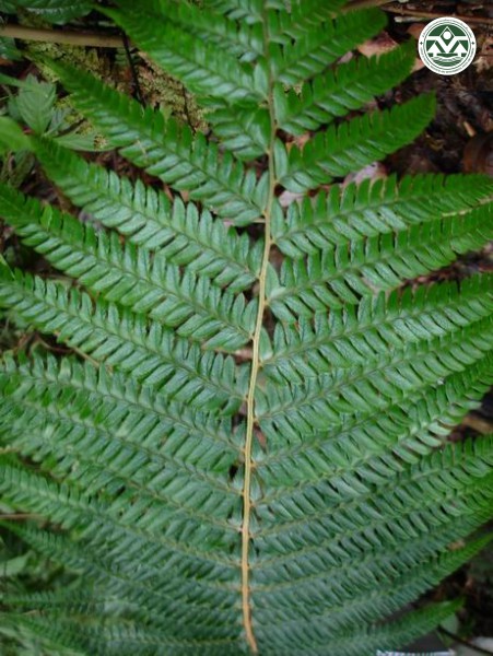 Polystichum semifertile