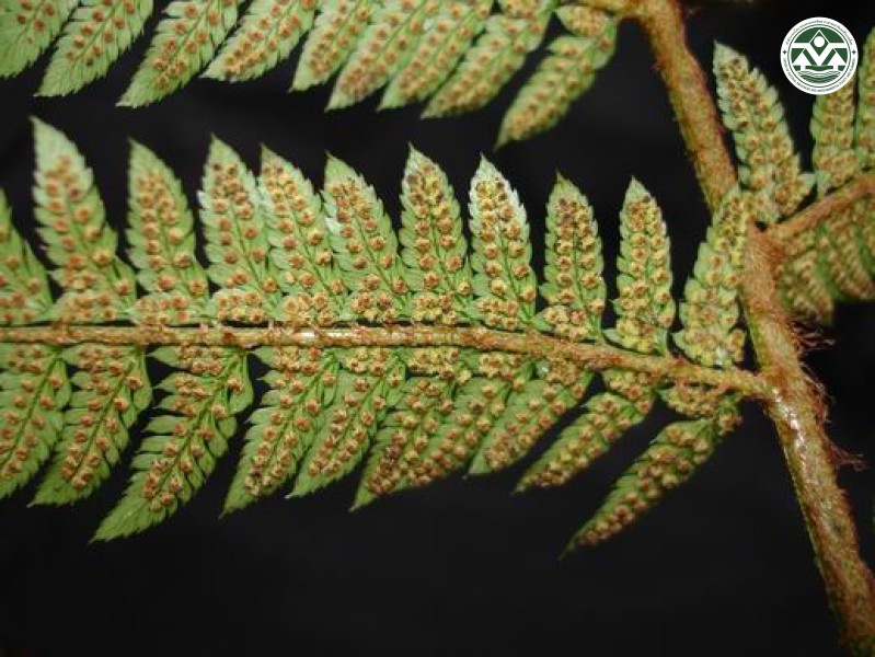Polystichum tenggerense