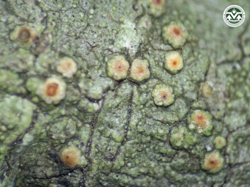 Porina tahitensis
