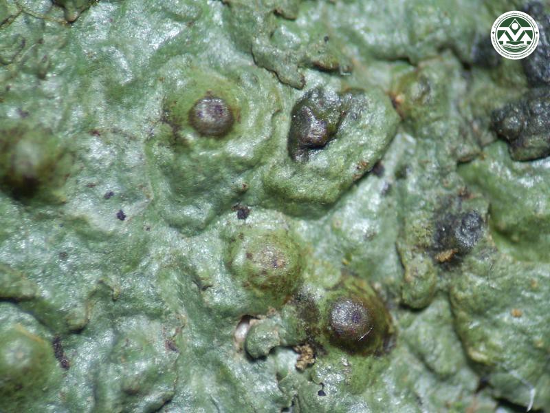 Porina mastoidea
