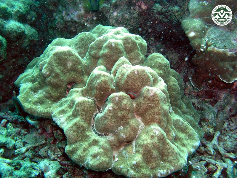 Porites lutea