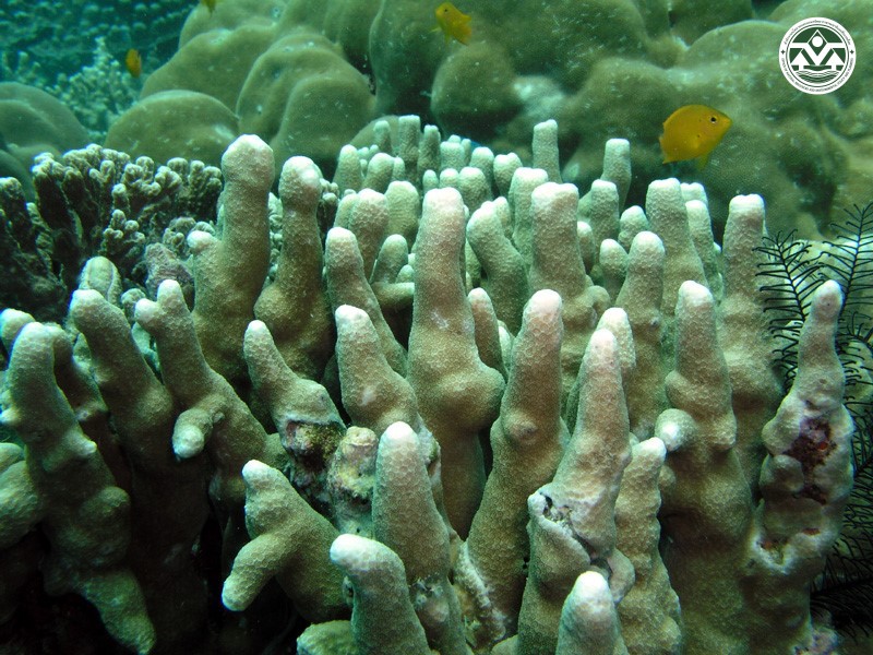 Porites nigrescens