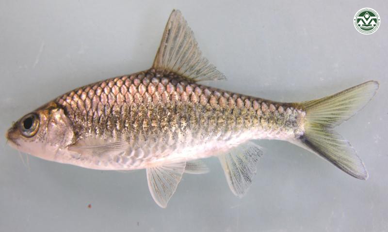 Poropuntius kremphi