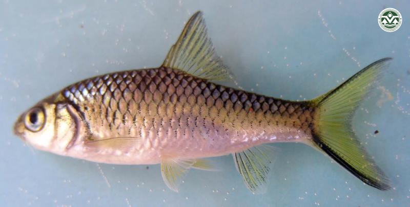 Poropuntius laoensis